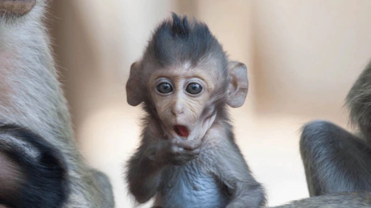 Monkeys
