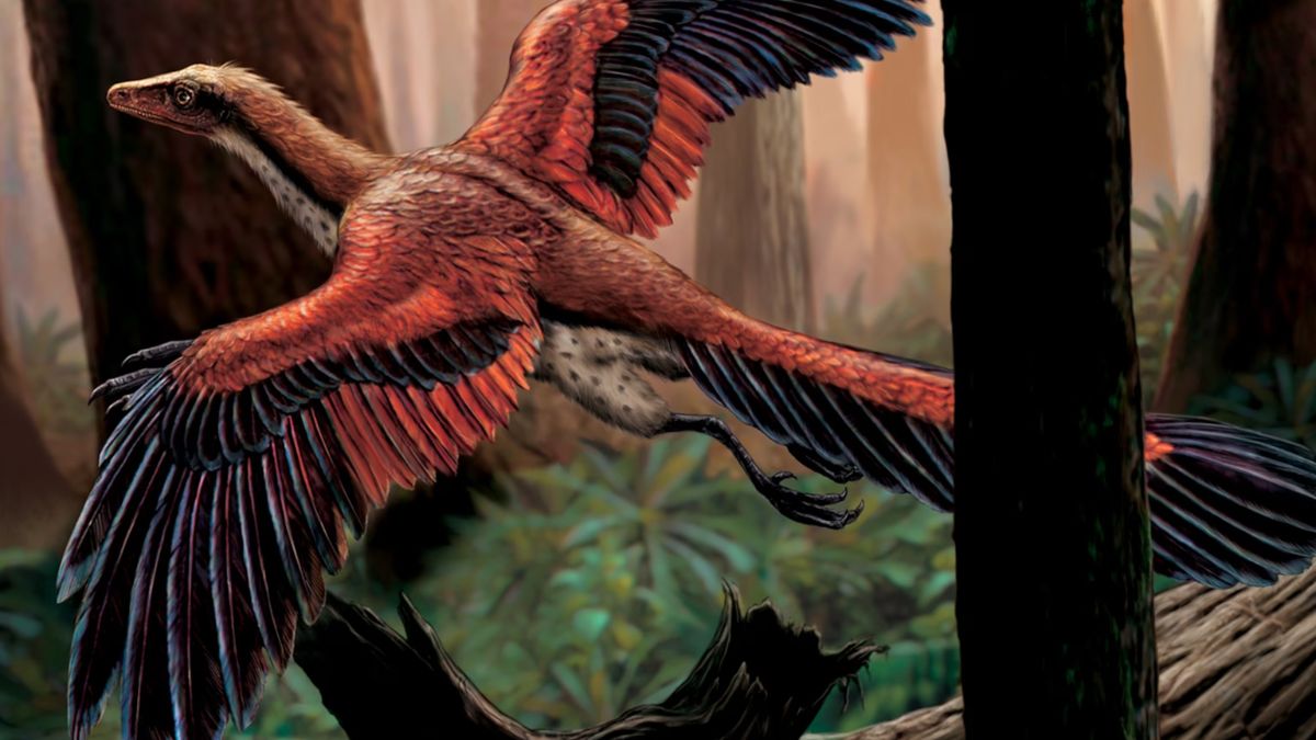 Fossil