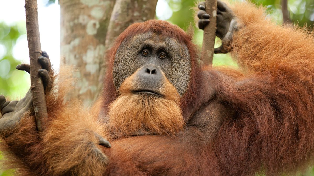 Orangutan