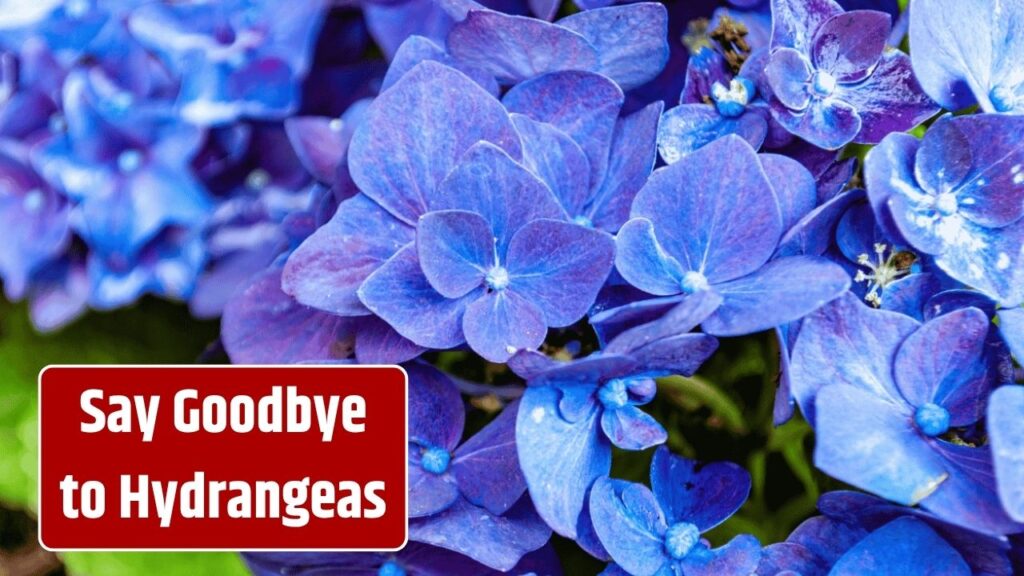 Say Goodbye to Hydrangeas: Experts Warn Gardeners to Stop Planting Them – Here’s Why