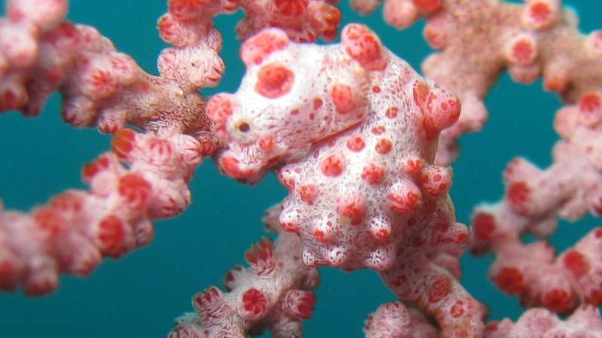 Pygmy Seahorse