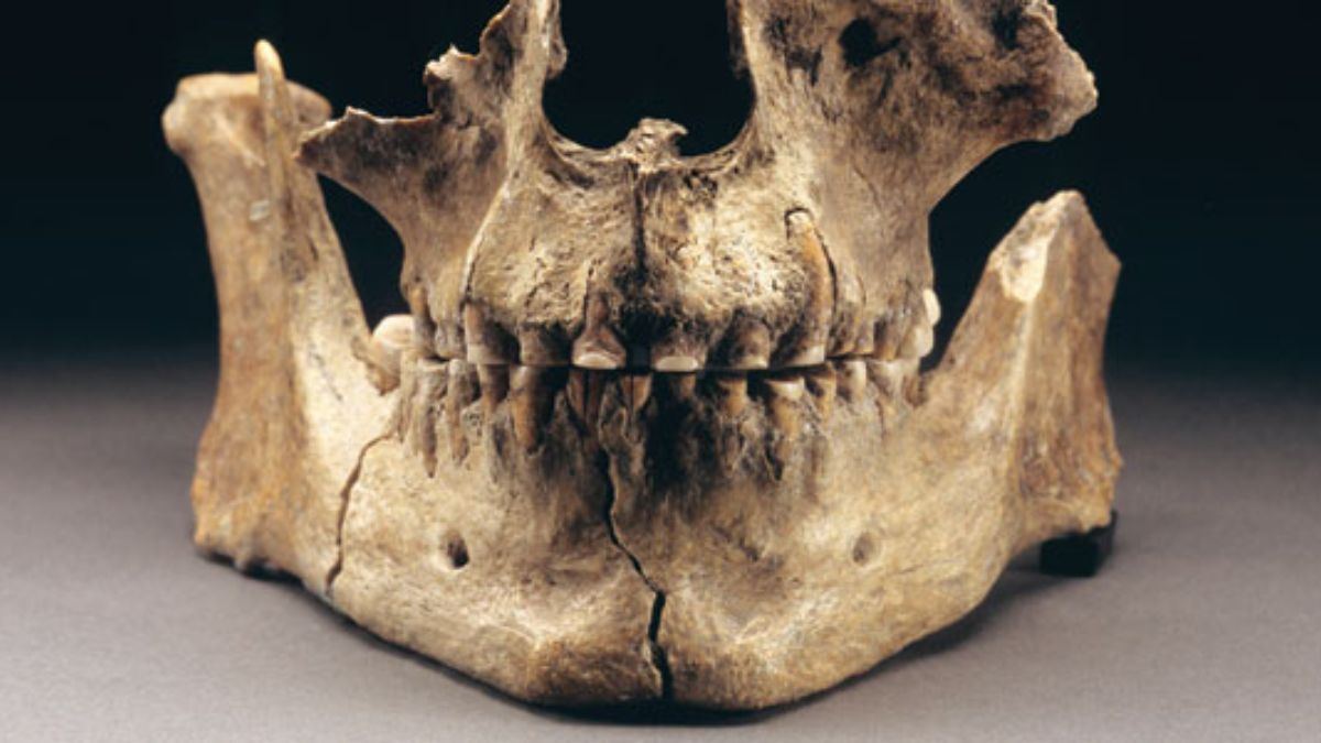 Kennewick Man