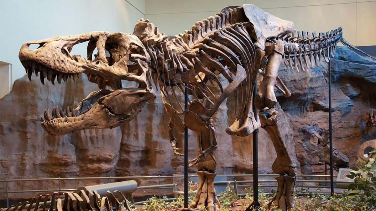 Dinosaur