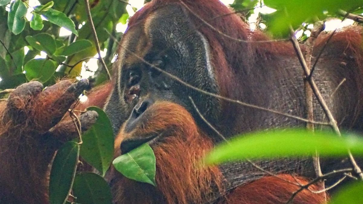 Rakus the Orangutan